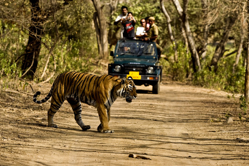 Corbett